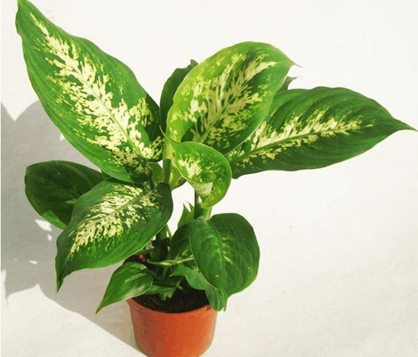 红掌不发新叶子的原因