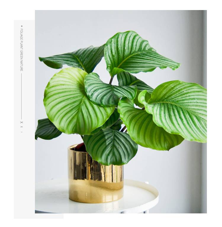 芍药盆栽技术：让你的花园绽放华丽之花