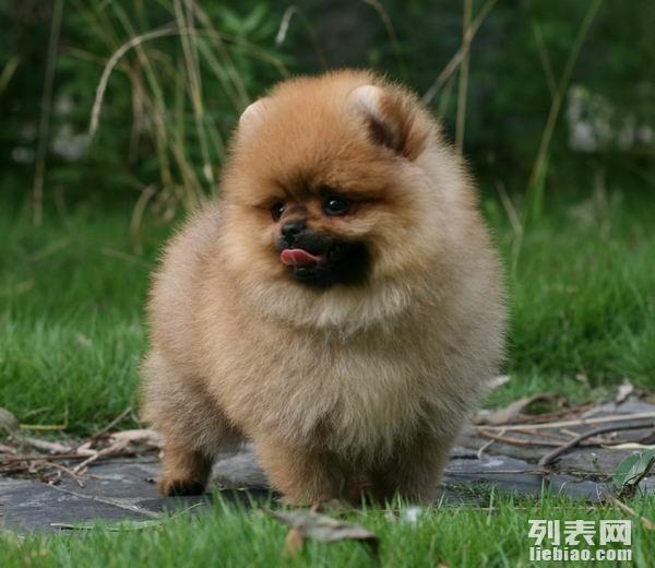 猫脱臼的原因探究：宠物护理人员的专业知识分享