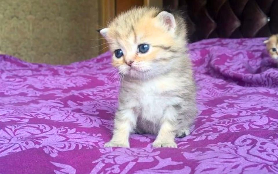 猫总是喝水是什么原因？揭开背后的健康秘密