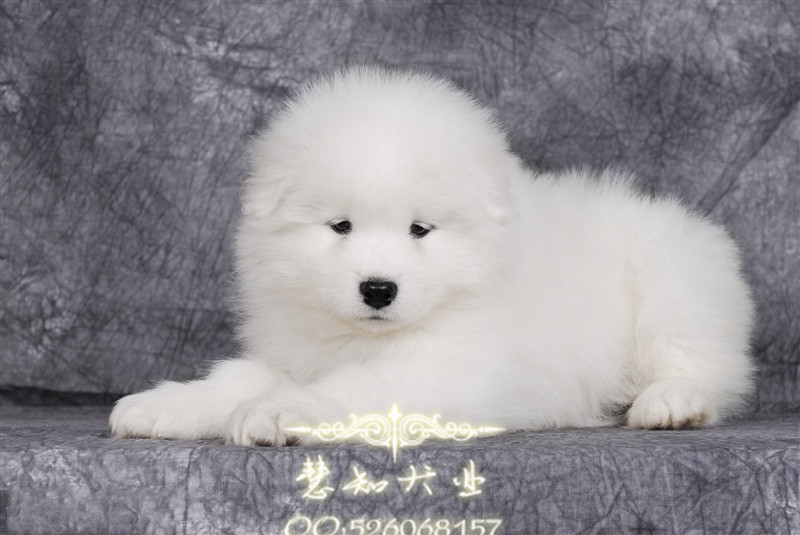 猫躺脚上什么原因？揭秘猫咪的小秘密